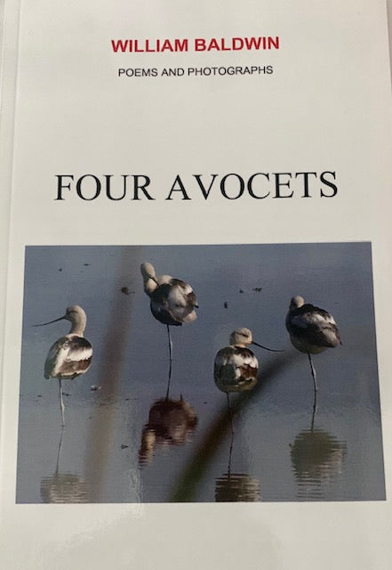 Four Avocets ~ William P. Baldwin, III